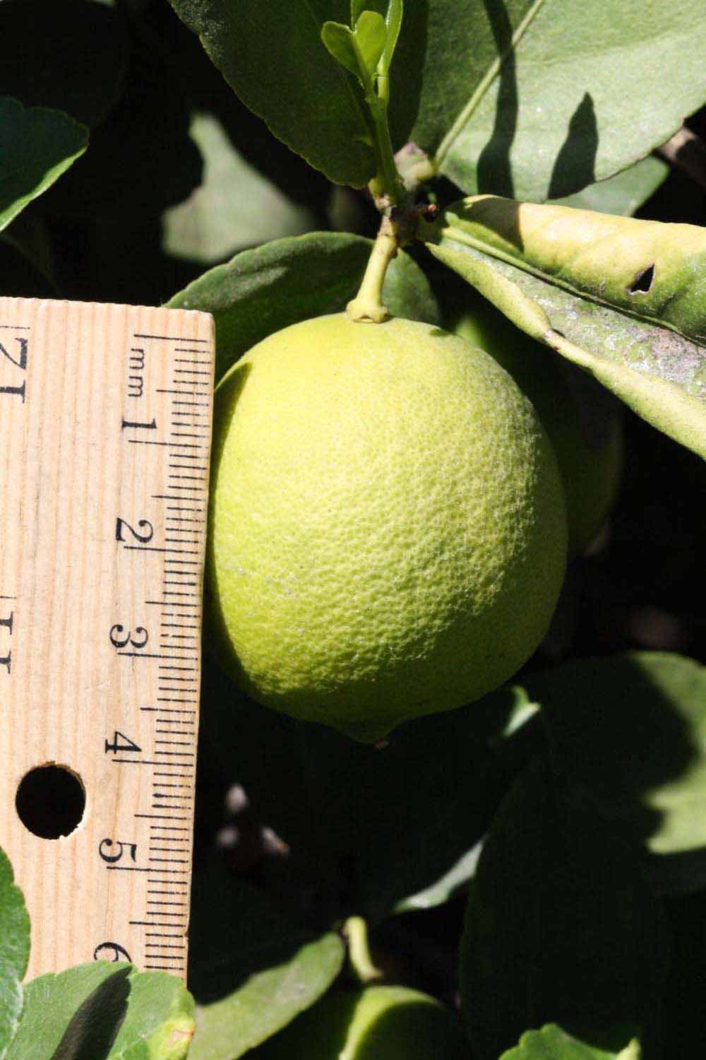              Immature fruit (Riverside, CA)       